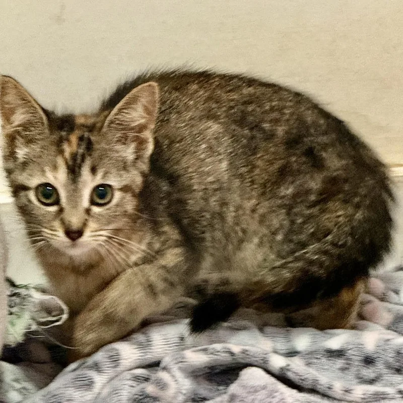 A baby small-sized female Brown / Chocolate Domestic Short Hair cat named Glitter for adoption in New Port Richey, FL