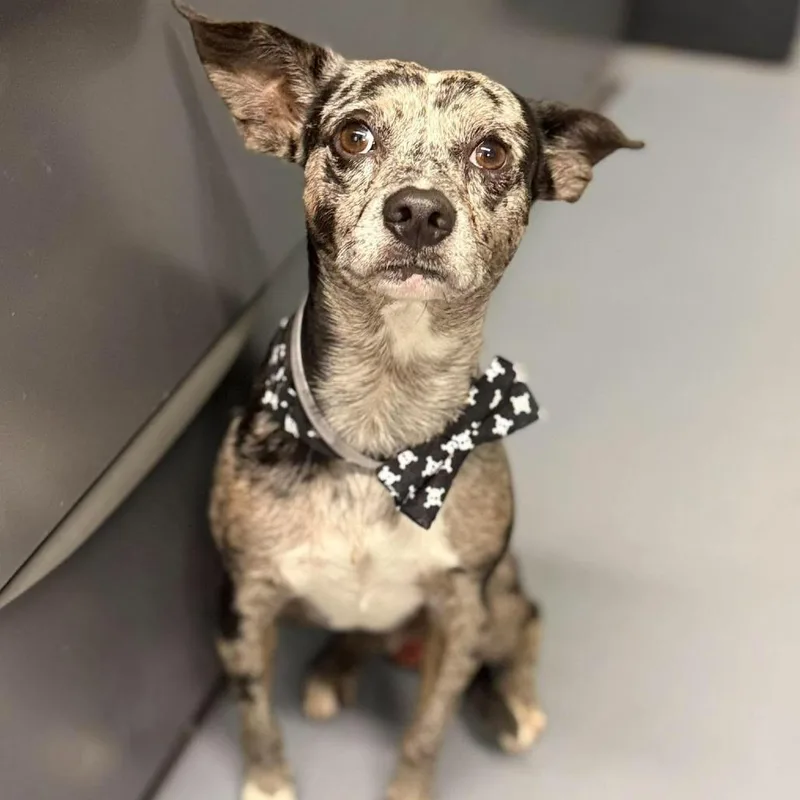 An adult small-sized male Chihuahua dog named Poindexter for adoption in Tacoma, WA