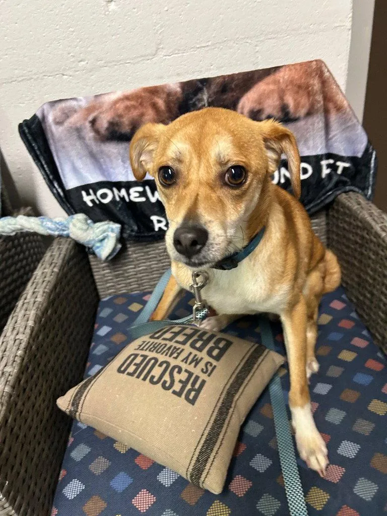 A young medium-sized male Chihuahua dog named Cairo for adoption in Ellijay, GA