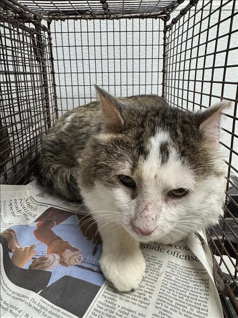 An adult medium-sized male Domestic Short Hair cat named Boba for adoption in Chatsworth, CA