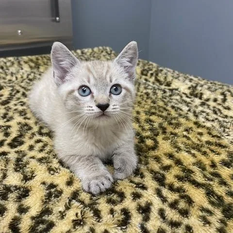 A young medium-sized male Gray & White Domestic Short Hair cat named Simon for adoption in LANETT, AL