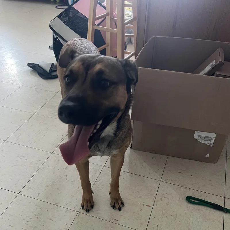 A young medium-sized female Brown / Chocolate Shepherd dog named Curry for adoption in Jacksonville, AR