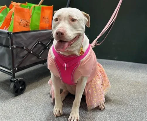 An adult large-sized female Pit Bull Terrier dog named Hailey Baby for adoption in Los Angeles, CA