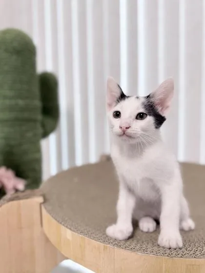 A baby small-sized female Domestic Short Hair cat named Panna Cotta for adoption in Honolulu, HI
