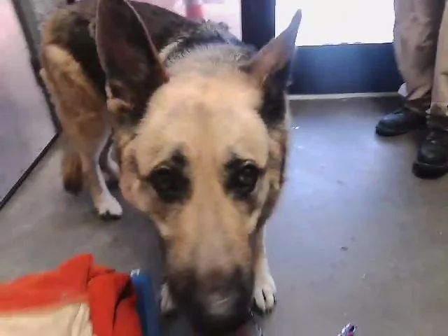 An adult extra large-sized female German Shepherd Dog dog named Goldie for adoption in Tulsa, OK