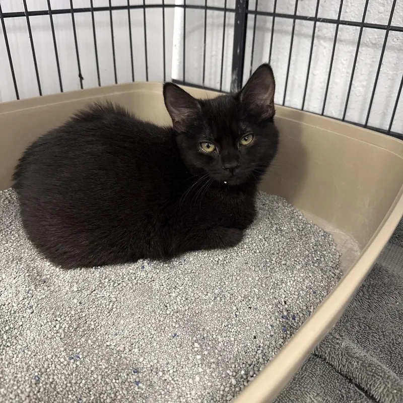 A baby small-sized female Black Domestic Short Hair cat named Binky for adoption in Chaska, MN