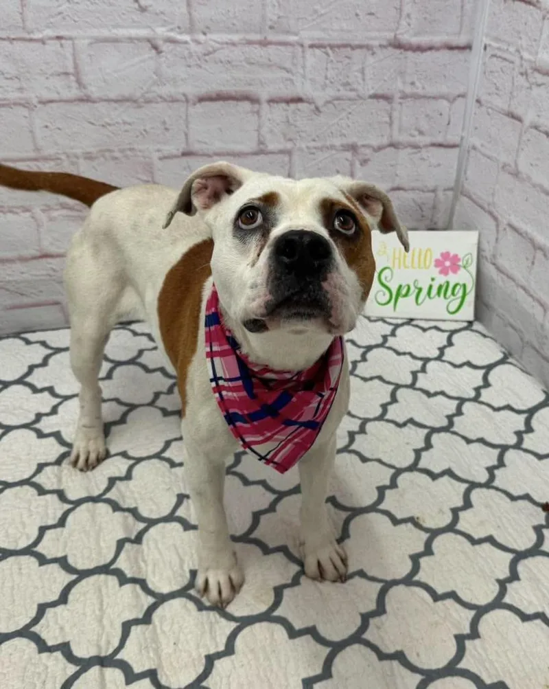 An adult medium-sized female Mixed Breed dog named Gelee for adoption in Detroit, MI
