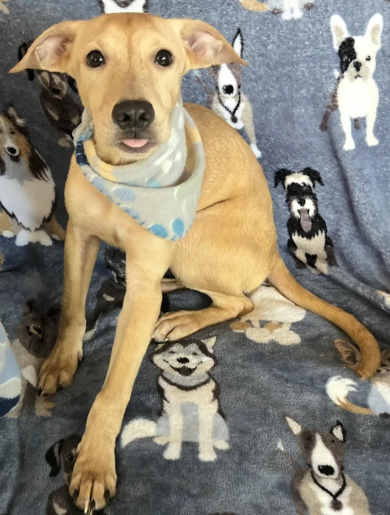 Tyler "i Will Love thumbnail 2