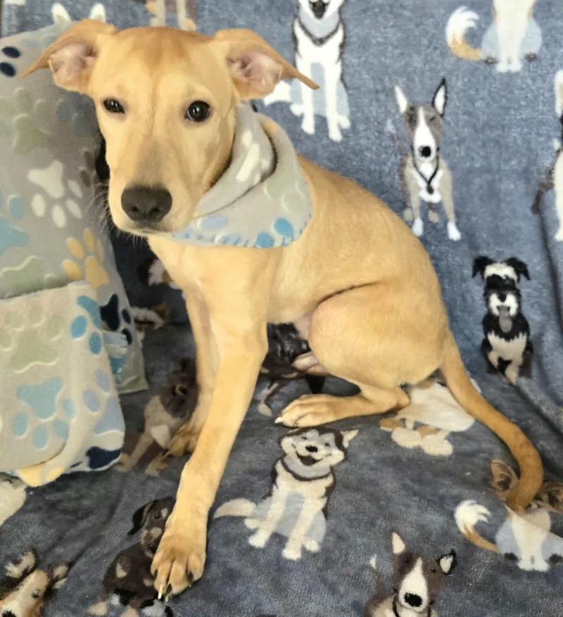 Tyler "i Will Love thumbnail 4