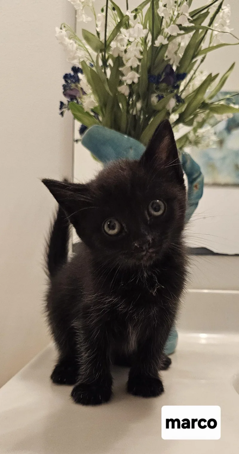 A baby small-sized male Black Domestic Short Hair cat named Marco Black for adoption in Seven Valleys, PA