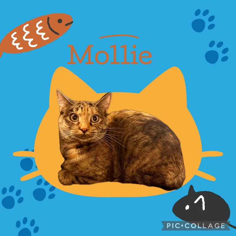 An adult medium-sized female Domestic Short Hair cat named Mollie & Lovie for adoption in Wheaton, IL