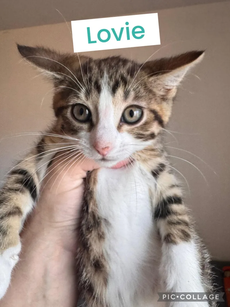 Mollie & Lovie thumbnail 2