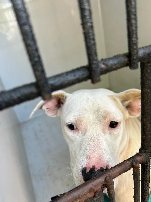 An adult medium-sized female White / Cream Pit Bull Terrier dog named Ella for adoption in Mobile, AL