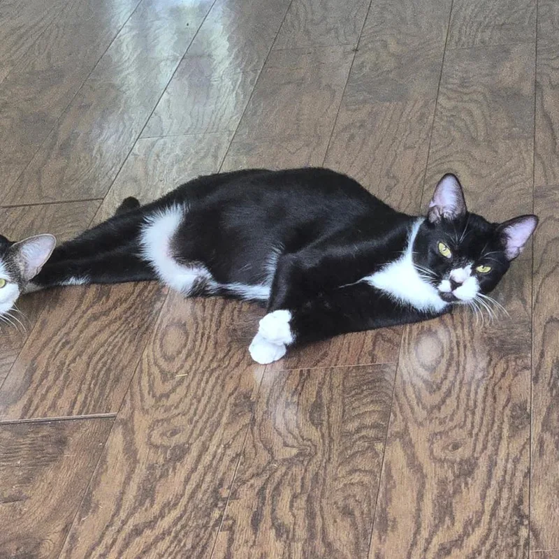 A young large-sized female Domestic Short Hair cat named Cupcake for adoption in Parkland, FL