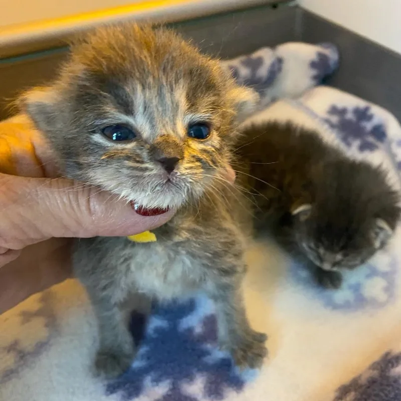 A baby small-sized male Brown / Chocolate Domestic Short Hair cat named Stewart for adoption in Chattanooga, TN
