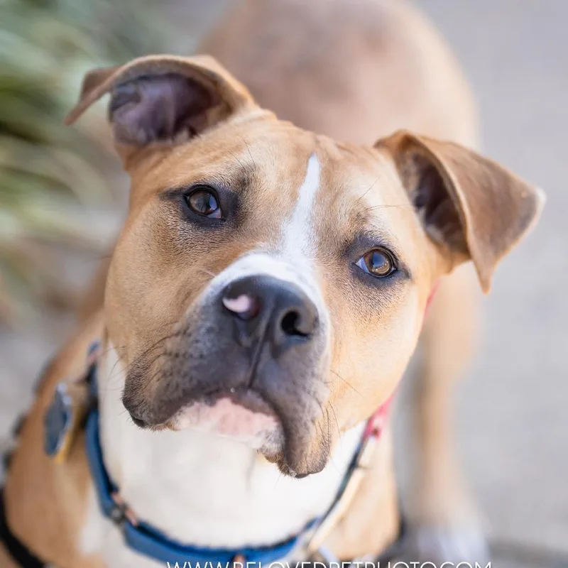 A young medium-sized male Yellow / Tan / Blond / Fawn Pit Bull Terrier dog named Phoenix for adoption in Richmond, VA