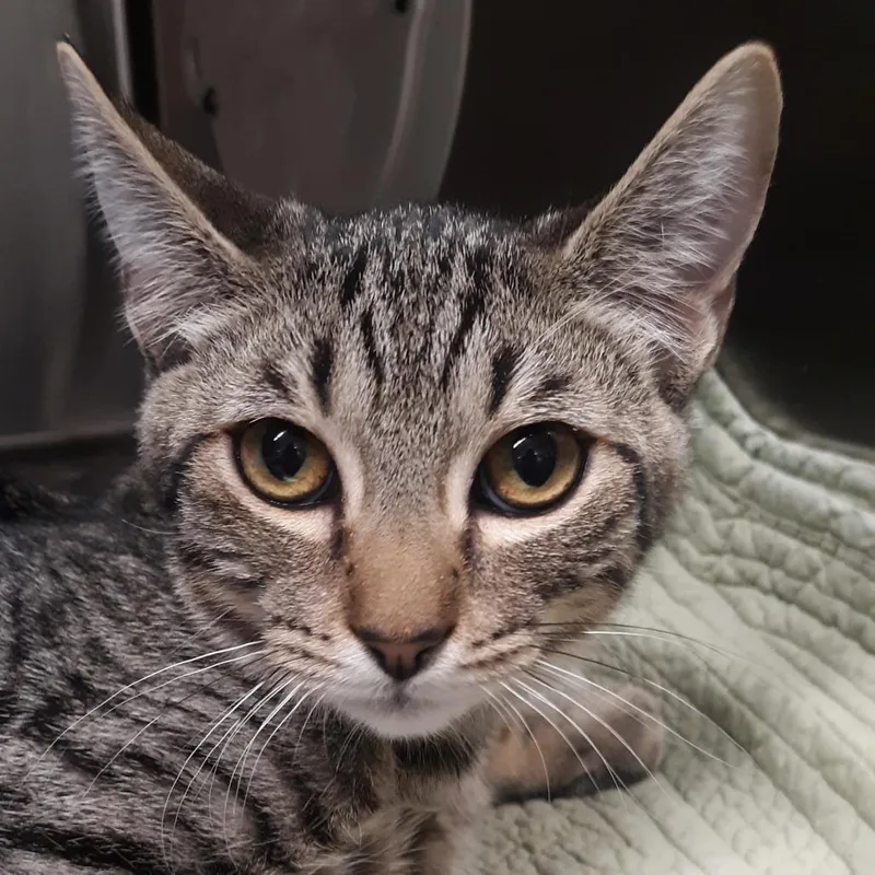 A baby small-sized male Brown / Chocolate Domestic Short Hair cat named Jack for adoption in Spokane, WA