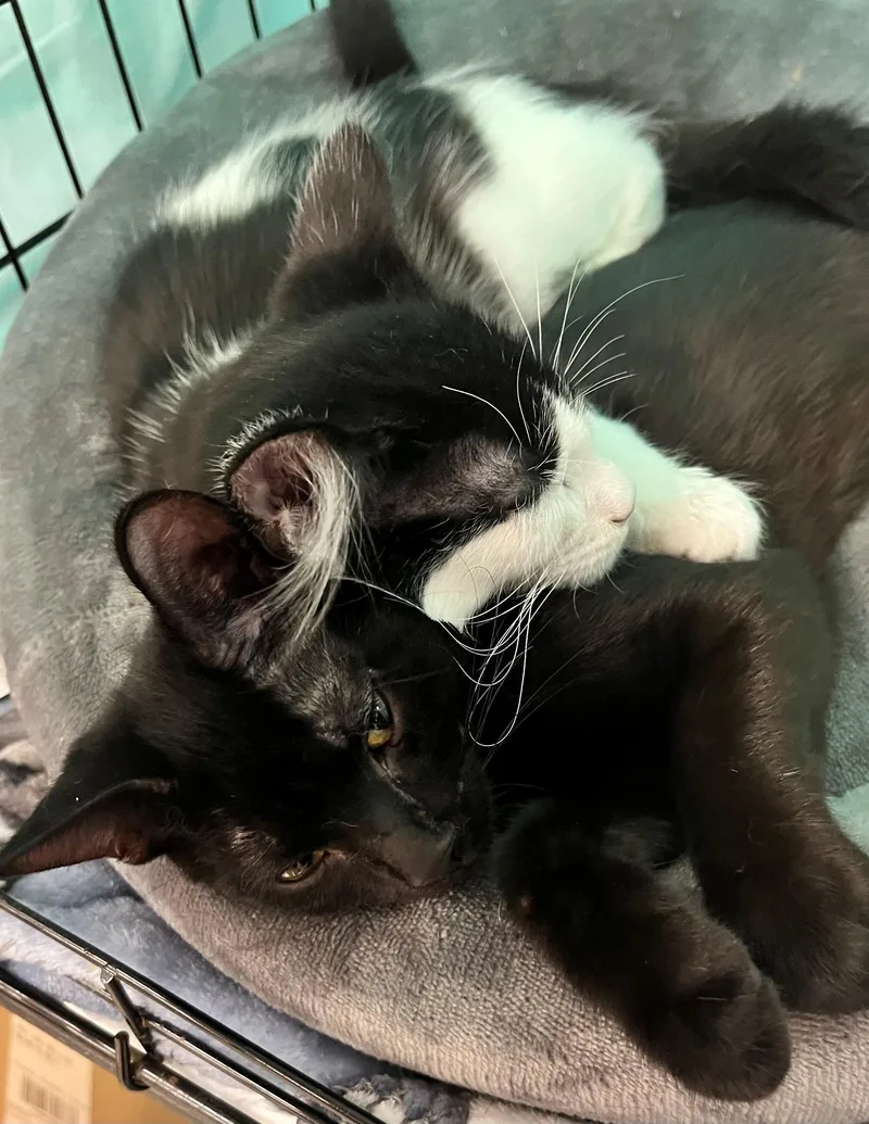 A baby medium-sized male Domestic Short Hair cat named Bensonand Reagan for adoption in Freeland, MI