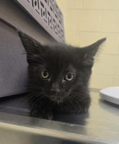 A baby small-sized female Domestic Short Hair cat named Milkshake for adoption in Westland, MI