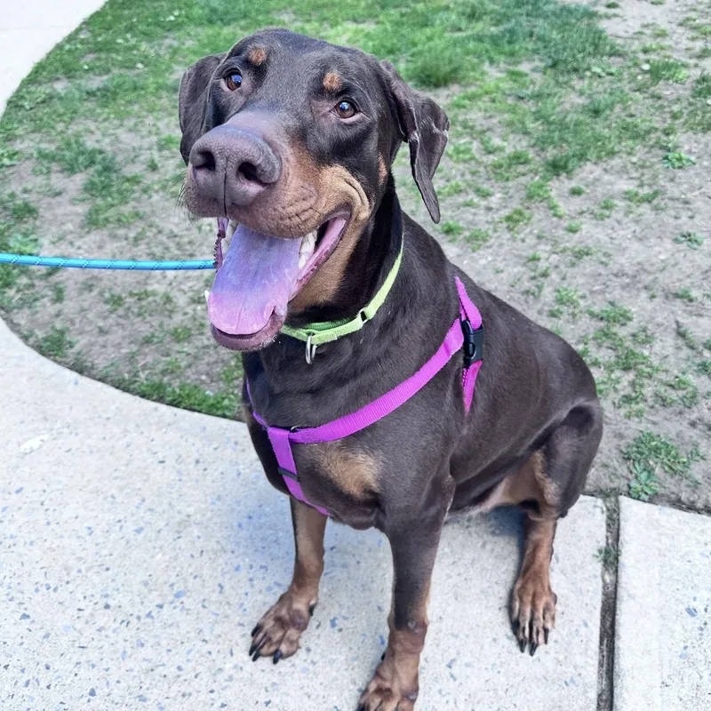 An adult extra large-sized male Brown / Chocolate Doberman Pinscher dog named Damon for adoption in Eatontown, NJ