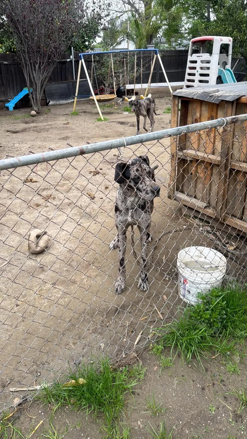 A young extra large-sized male Merle (Blue) Great Dane dog named Bandit for adoption in Long Beach, CA