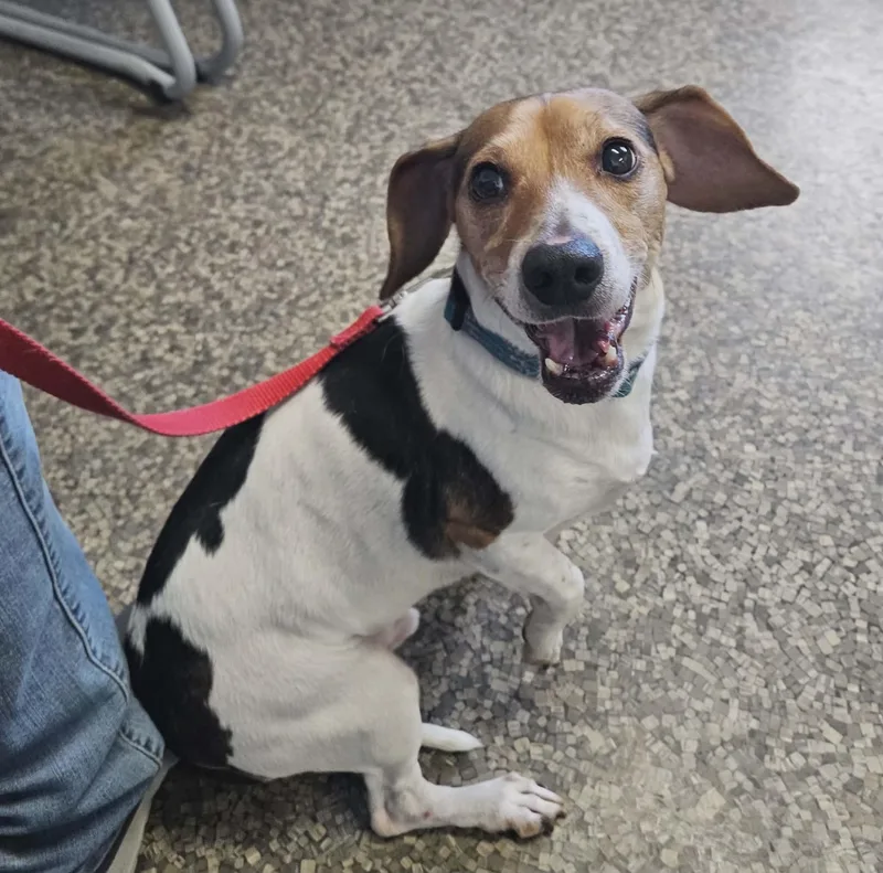 A senior small-sized male Tricolor (Brown, Black, & White) Dachshund dog named Apple for adoption in Hoopeston, IL