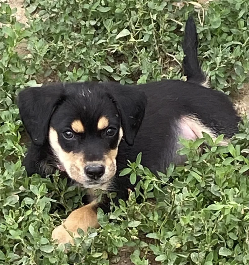 A baby small-sized male Tricolor (Brown, Black, & White) Beagle dog named Tracker for adoption in RUSSIAVILLE, IN