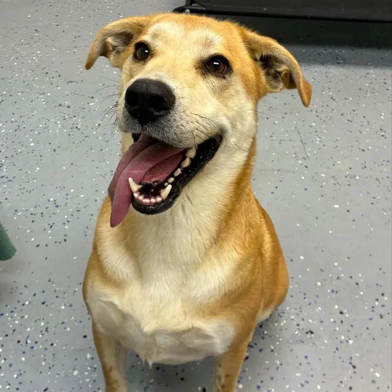 An adult medium-sized male Yellow / Tan / Blond / Fawn Labrador Retriever dog named J. J. for adoption in West Point, MS