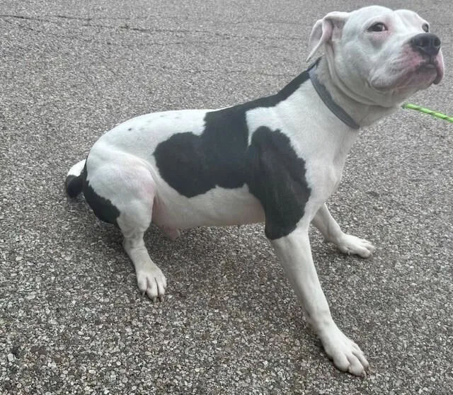 An adult large-sized male White / Cream Mixed Breed dog named Milkshake for adoption in Cincinnati, OH