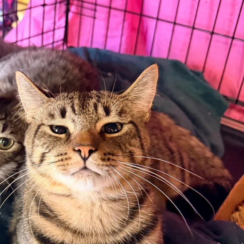 A young medium-sized male Brown / Chocolate Domestic Short Hair cat named Harvey for adoption in Philadelphia, PA