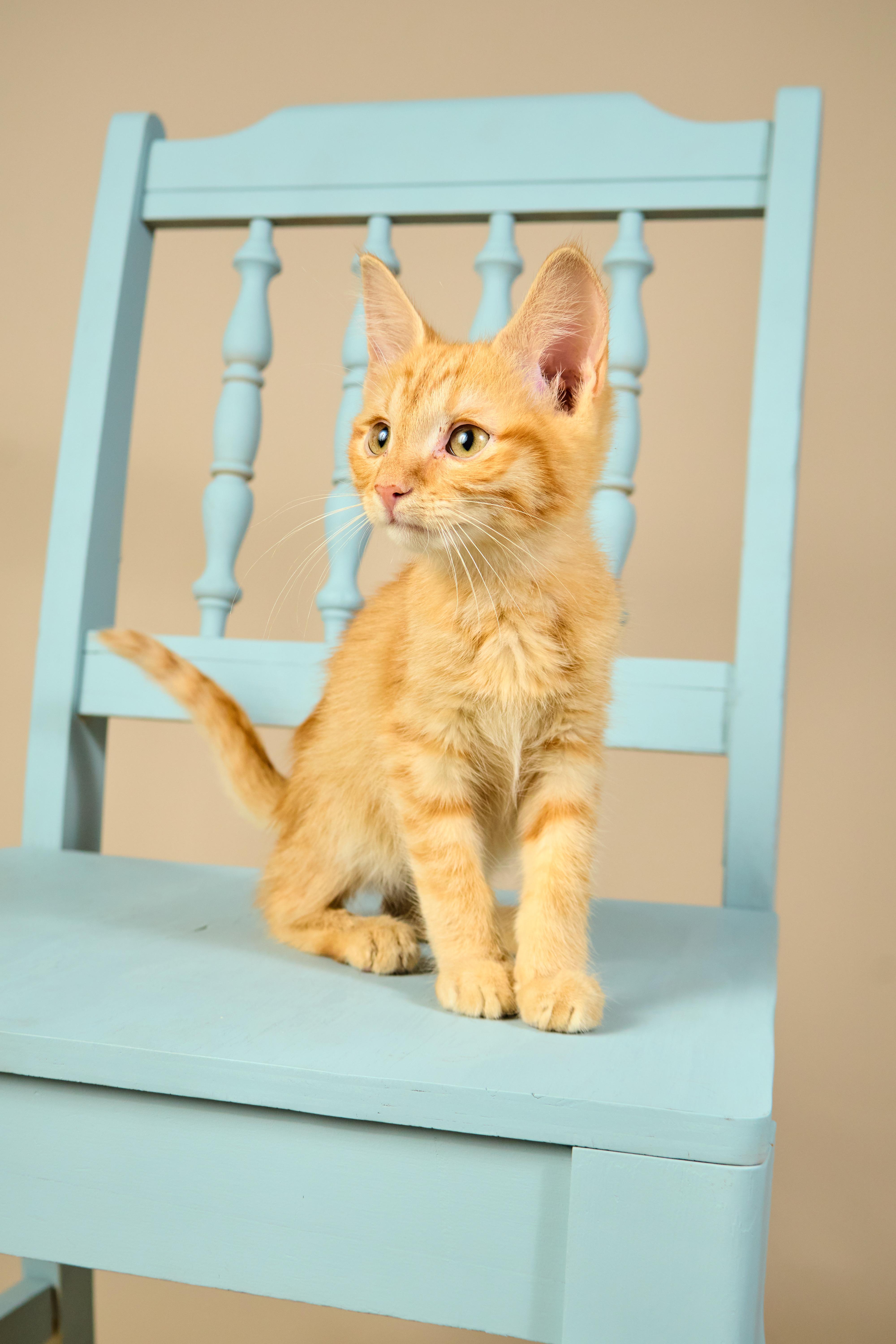 A baby medium-sized male Tabby (Orange / Red) Tabby cat named Dorito for adoption in Waxhaw, NC