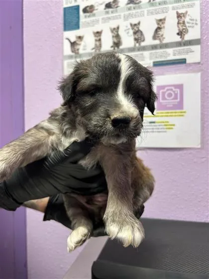 A baby small-sized male Brown / Chocolate Mixed Breed dog named 61303090 for adoption in El Paso, TX