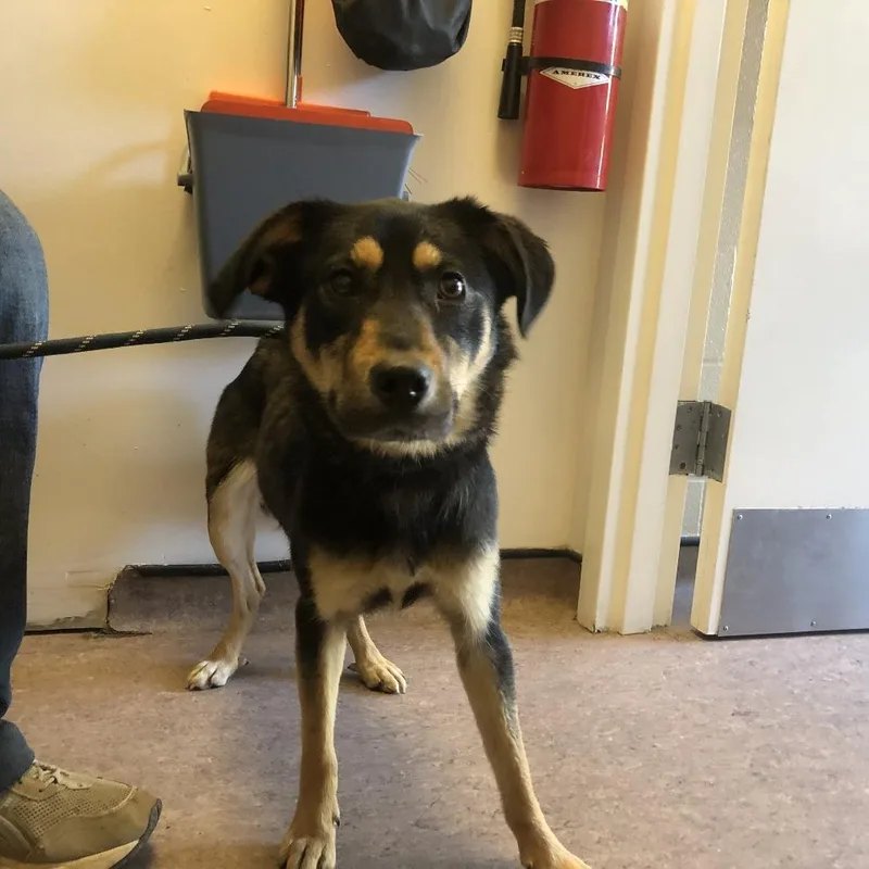 An adult medium-sized female Black Mixed Breed dog named Juliana for adoption in Saint Louis, MO