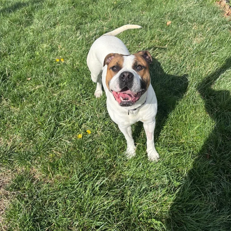 An adult medium-sized female White / Cream Boxer dog named Cassie for adoption in Waynesboro, PA