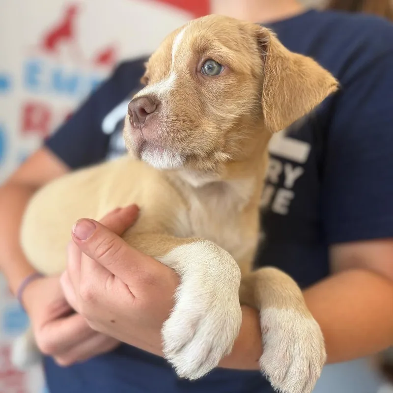 A baby small-sized female Yellow / Tan / Blond / Fawn Mixed Breed dog named Sweetie for adoption in Morrisville, VT