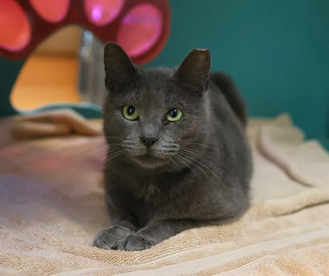 A young medium-sized female Domestic Short Hair cat named Foggy for adoption in Martinez, CA