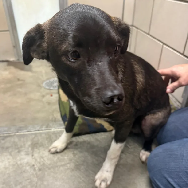 An adult small-sized male Black Miniature Pinscher dog named Hank for adoption in Waynesburg, PA