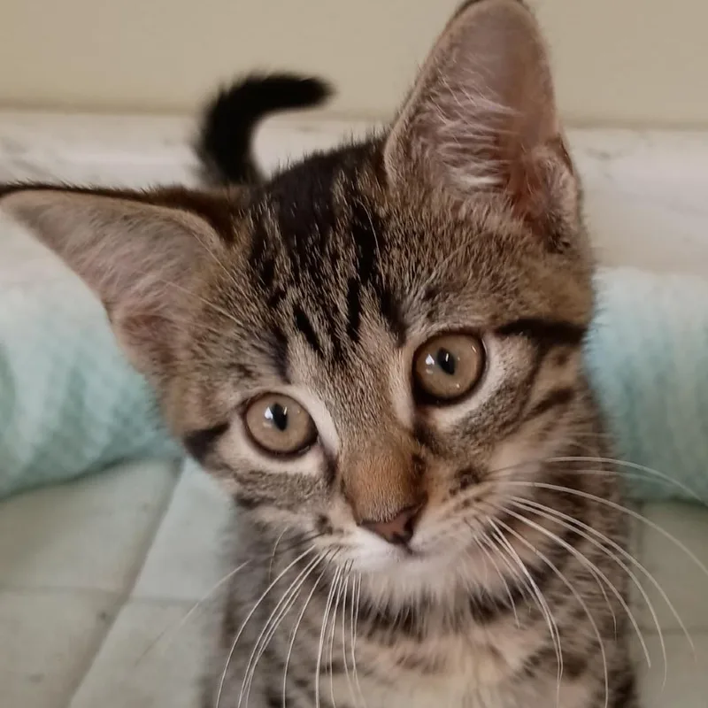 A baby small-sized female Gray / Blue / Silver Domestic Medium Hair cat named Solana for adoption in Delaware, OH