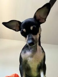 Pina Colada thumbnail 3