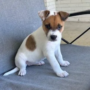 A baby small-sized female Hound dog named Spunky for adoption in Austin, TX