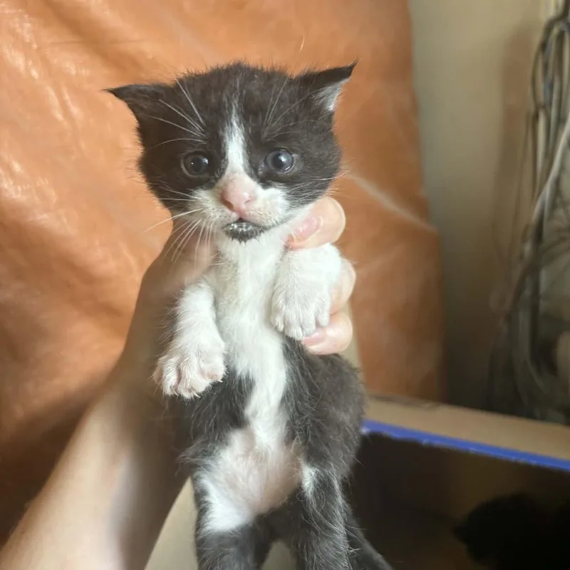 A baby small-sized male Black Domestic Short Hair cat named Rata for adoption in Stephenville, TX