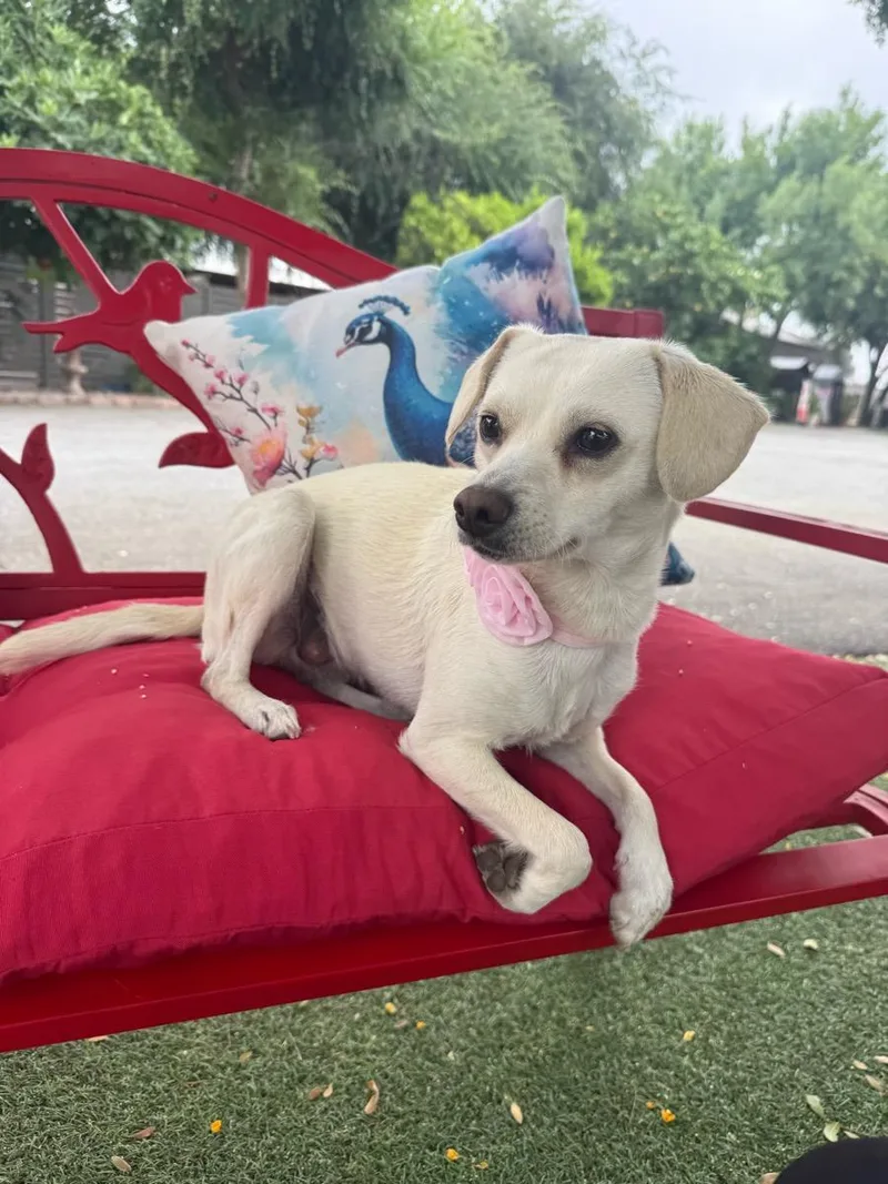 A young small-sized female White / Cream Labrador Retriever dog named Annabel for adoption in Temecula, CA