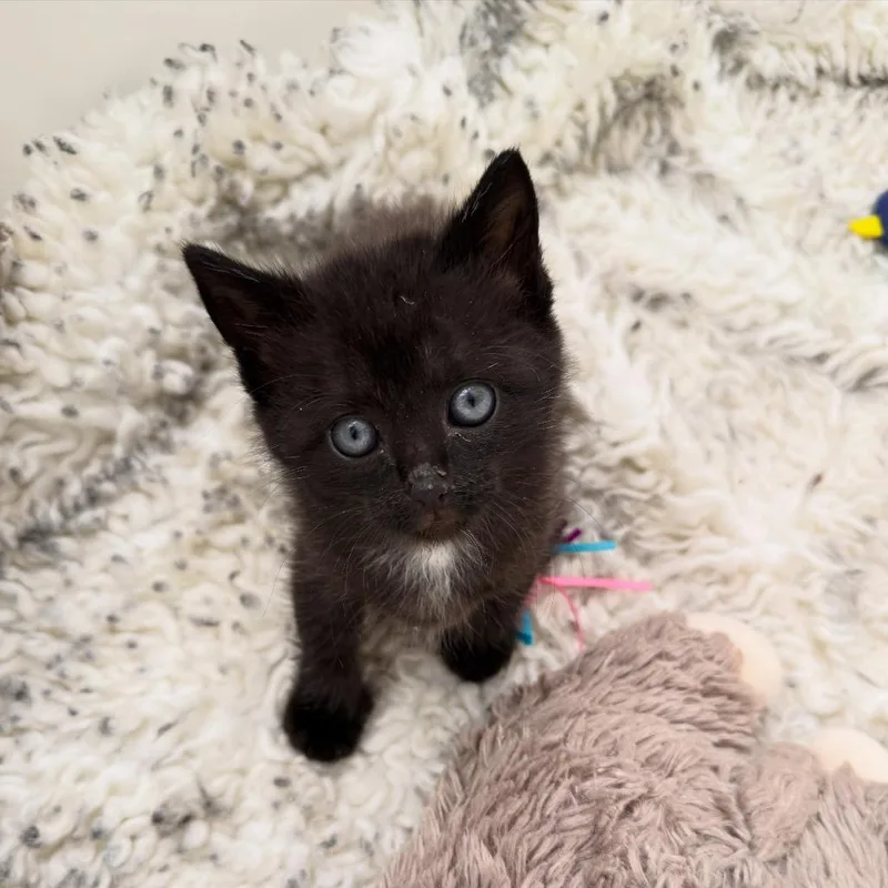 A baby small-sized female Domestic Short Hair cat named Auntie Anne for adoption in Durango, CO