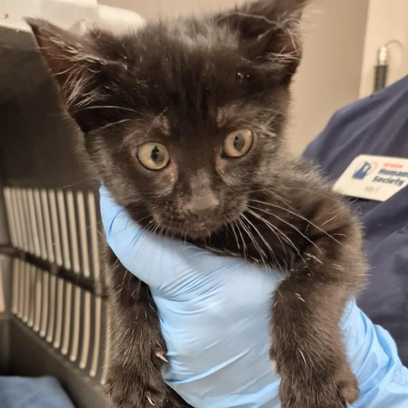 A baby small-sized female Black Domestic Short Hair cat named Lariat for adoption in Reno, NV