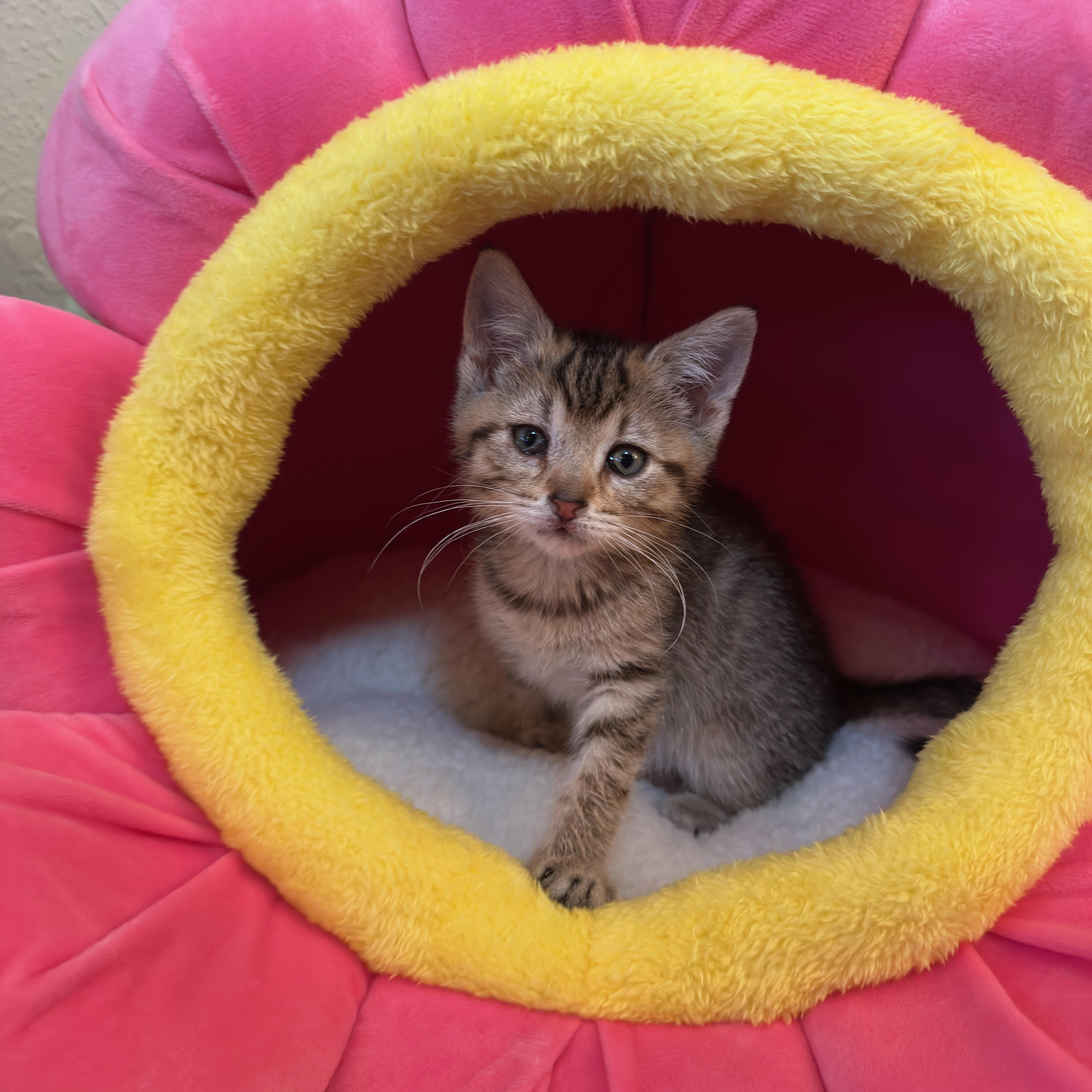 A baby medium-sized female Tabby (Gray / Blue / Silver) Domestic Short Hair cat named Brinkley for adoption in Minneapolis, MN