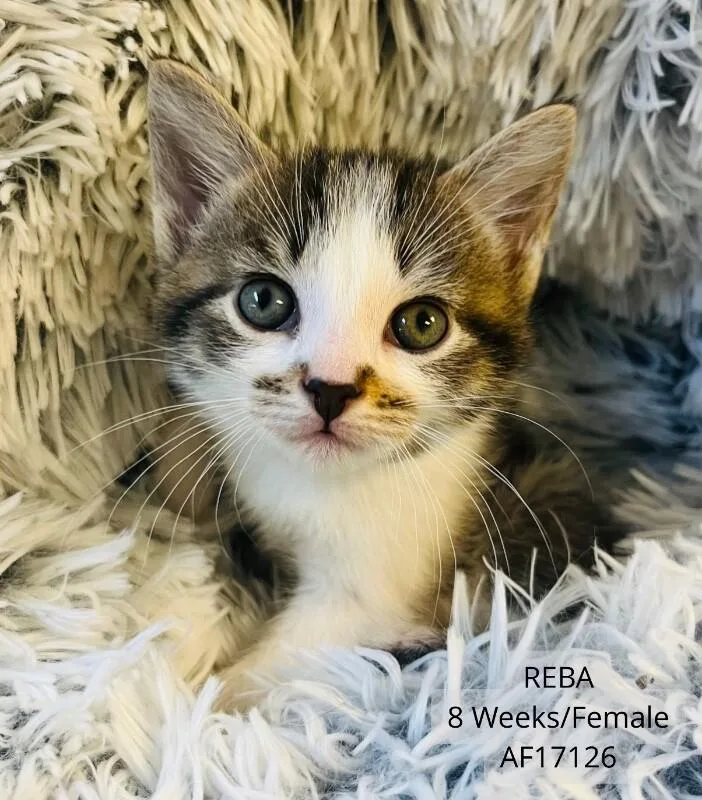 A young medium-sized female Domestic Short Hair cat named Reba for adoption in Supply, NC
