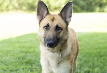 An adult medium-sized female Apricot / Beige Mixed Breed dog named Pebbles for adoption in Hamilton, OH