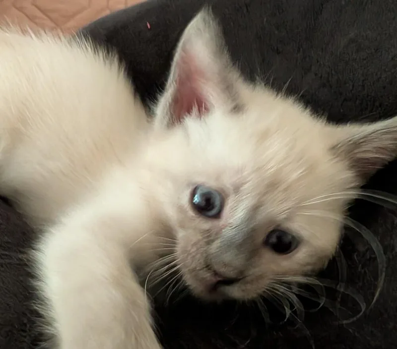 A baby medium-sized female Domestic Short Hair cat named Bobbie Jo for adoption in Clinton Township, MI