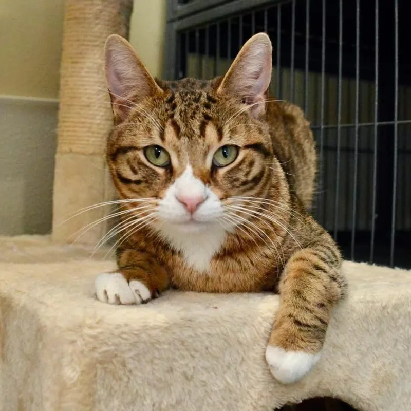 An adult medium-sized male Brown / Chocolate Domestic Short Hair cat named Prometheus for adoption in Saint Charles, MO