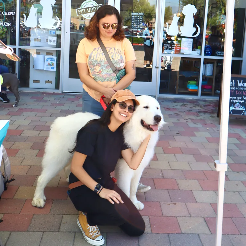An adult large-sized male Great Pyrenees dog named Dude for adoption in Ontario, CA